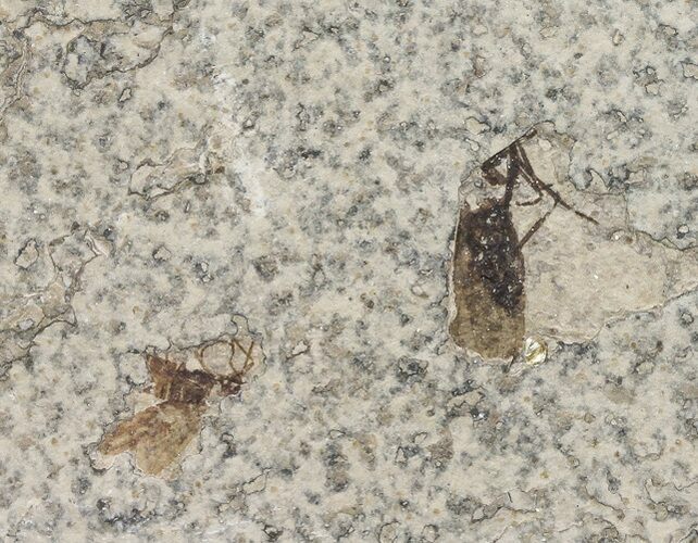 Double Fossil March Fly (Plecia) - Green River Formation #67649